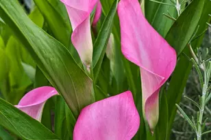 2219 Spacious Skies St, Raleigh, NC 27614 - Photo 56