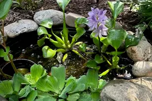 119 Arbuckle Ln, Cary, NC 27511 - Photo 22