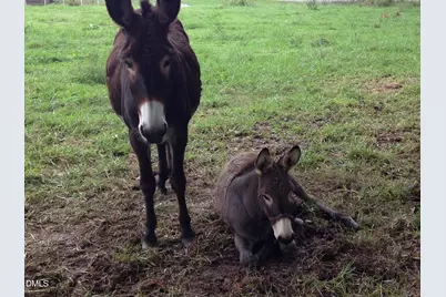 601 Stoneview, Pittsboro, NC 27312 - Photo 28