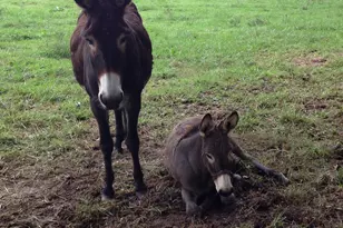 601 Stoneview, Pittsboro, NC 27312 - Photo 28