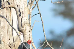 317 Charleston Dr, Clayton, NC 27527 - Photo 52