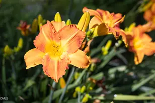 2502 Sevier St, Durham, NC 27705 - Photo 70