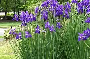 1114 Arborgate Cir, Chapel Hill, NC 27514 - Photo 8