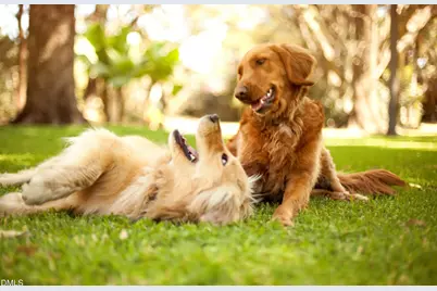 305 Jeter Grove Road, Apex, NC 27523 - Photo 22