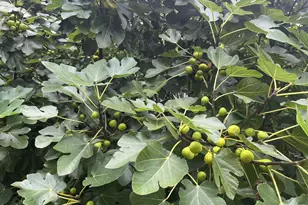 1517 US 70A, Hillsborough, NC 27278 - Photo 38