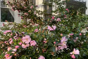 816 Nc Hwy 751, Apex, NC 27523 - Photo 78