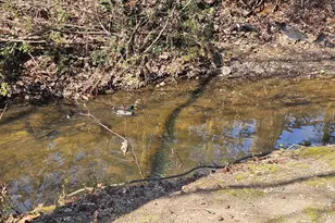 4209 Quail Hollow Dr, Raleigh, NC 27609 - Photo 20