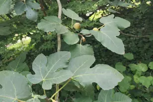 2020 Spring Valley Dr, Clayton, NC 27520 - Photo 28