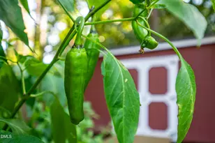 2116 Pershing St, Durham, NC 27705 - Photo 58