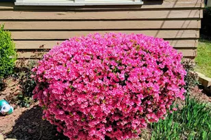 1304 Adams St N, Wilson, NC 27893 - Photo 6