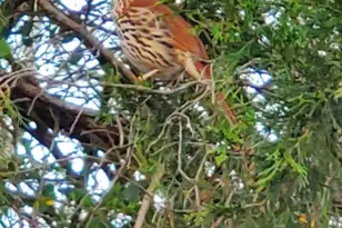 52 Go Cart Rd, Four Oaks, NC 27524 - Photo 46