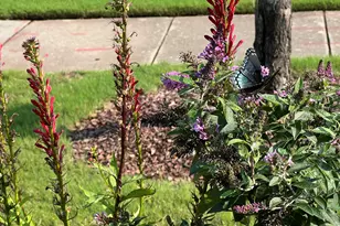 113 Rosedale Creek Dr, Durham, NC 27703 - Photo 56