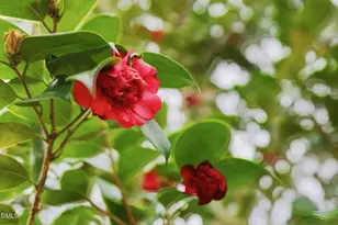 9906 Oak Hollow Rd, Chapel Hill, NC 27516 - Photo 40