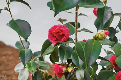 5805 Meadowlark Lane, Raleigh, NC 27610 - Photo 6