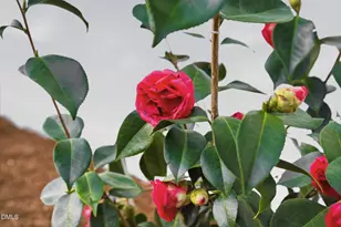 5805 Meadowlark Ln, Raleigh, NC 27610 - Photo 6