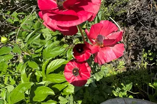 3645 Old Fairground Rd, Angier, NC 27501 - Photo 50