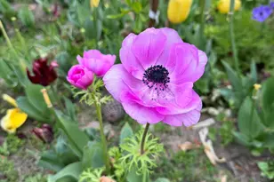 3645 Old Fairground Rd, Angier, NC 27501 - Photo 46