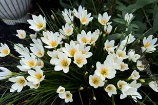 3645 Old Fairground Rd, Angier, NC 27501 - Photo 42