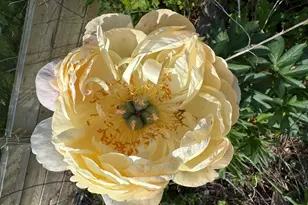 3645 Old Fairground Rd, Angier, NC 27501 - Photo 48