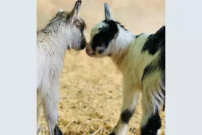 144 Celebrity Dairy Way, Siler City, NC 27344 - Photo 48