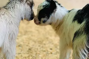 144 Celebrity Dairy Way, Siler City, NC 27344 - Photo 48