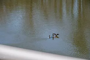 10511 Rosegate Ct, Raleigh, NC 27617 - Photo 26