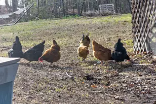 4316 Erwin Rd, Durham, NC 27705 - Photo 56