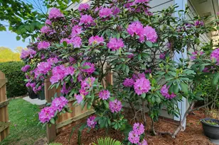 501 Samara St, Apex, NC 27502 - Photo 68