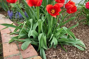 501 Samara St, Apex, NC 27502 - Photo 58