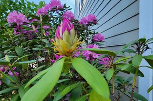 501 Samara St, Apex, NC 27502 - Photo 70