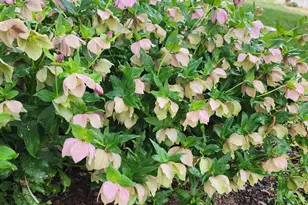 501 Samara St, Apex, NC 27502 - Photo 62