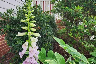 501 Samara St, Apex, NC 27502 - Photo 56