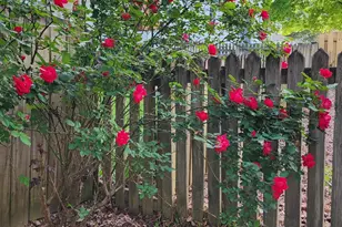 501 Samara St, Apex, NC 27502 - Photo 54