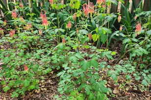 501 Samara St, Apex, NC 27502 - Photo 64