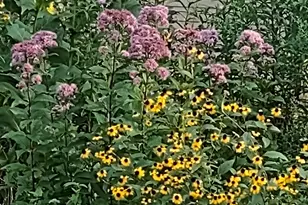 4013 St Edmunds Ln, Apex, NC 27539 - Photo 38