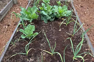 7340 Shady Stroll Ln, Willow Springs, NC 27592 - Photo 64