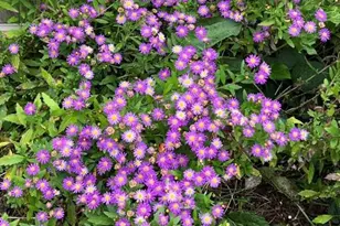 5421 Maggie Run Ln, Fuquay Varina, NC 27526 - Photo 58