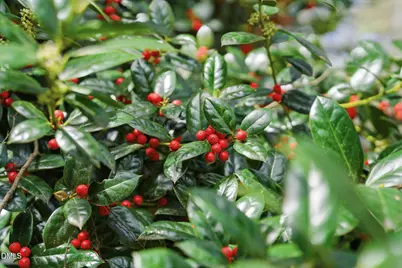 131 Pondfield Court, Clayton, NC 27527 - Photo 4