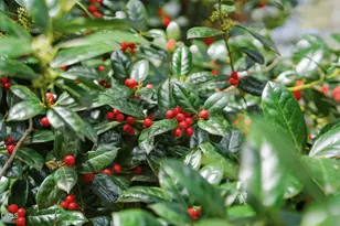 131 Pondfield Ct, Clayton, NC 27527 - Photo 4