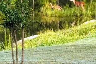 1436 Rose Gum Wy, Fuquay Varina, NC 27526 - Photo 42