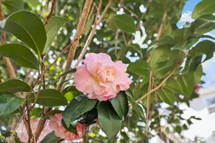 2022 Englewood Dr, Apex, NC 27539 - Photo 56