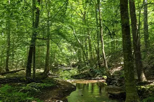 825 Oxbow Crossing Rd, Chapel Hill, NC 27516 - Photo 72