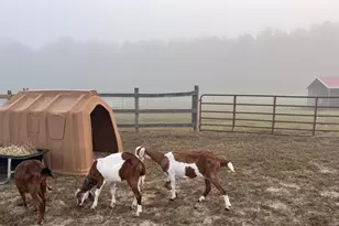 31 Chasewood Dr, Angier, NC 27501 - Photo 78