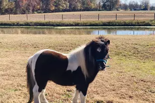 31 Chasewood Dr, Angier, NC 27501 - Photo 86