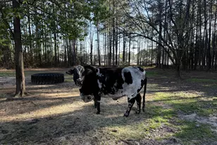 3032 Federal Rd, Benson, NC 27504 - Photo 12