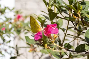 3425 Coach Lantern Ave, Wake Forest, NC 27587 - Photo 26