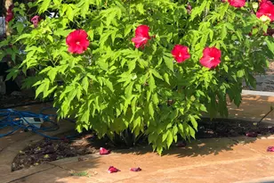 450 Ryan Rd, Pittsboro, NC 27312 - Photo 58