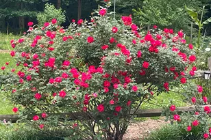 450 Ryan Rd, Pittsboro, NC 27312 - Photo 56