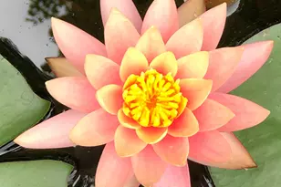 450 Ryan Rd, Pittsboro, NC 27312 - Photo 52