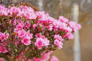 2420 Tyson St, Raleigh, NC 27612 - Photo 14